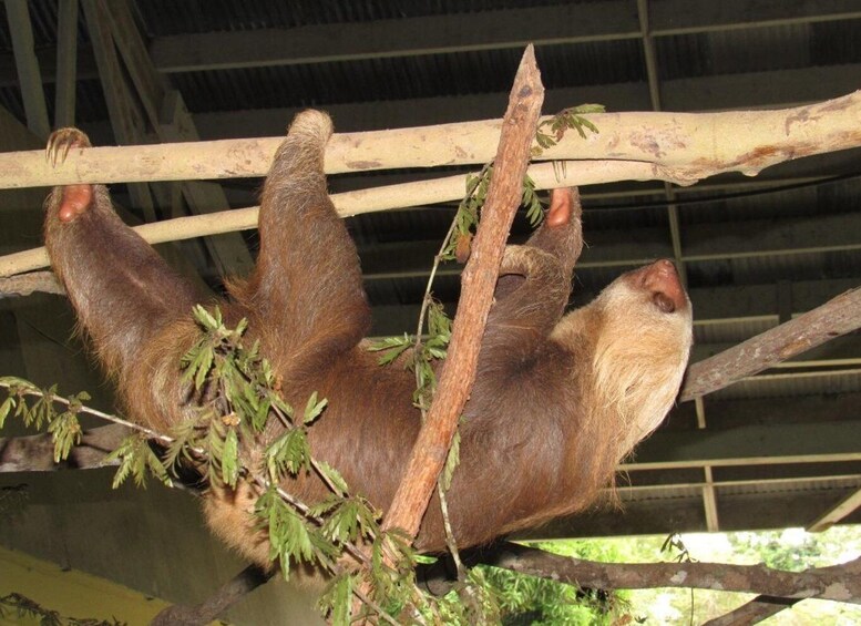 Picture 1 for Activity From Panama City: Monkey Island and Sloth Sanctuary Tour