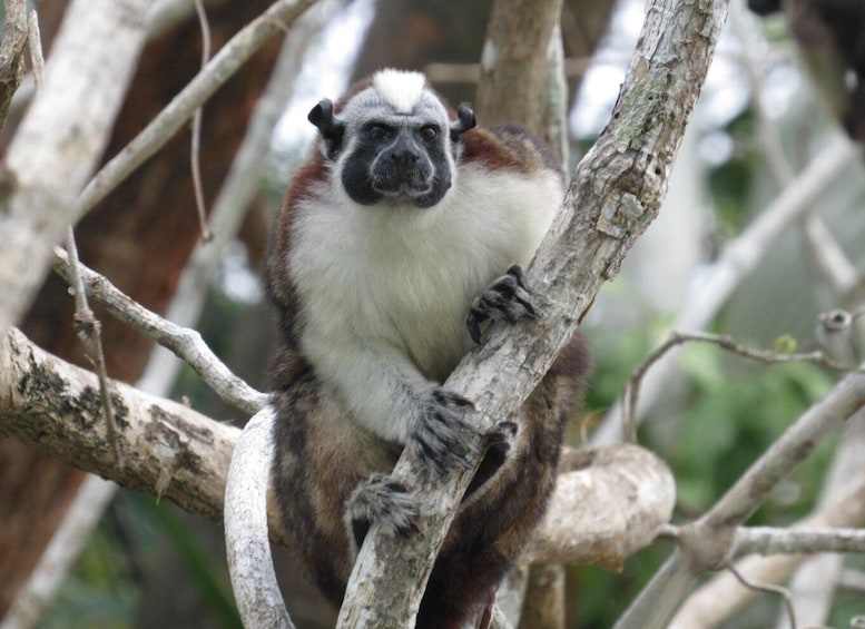 Picture 6 for Activity From Panama City: Monkey Island and Sloth Sanctuary Tour