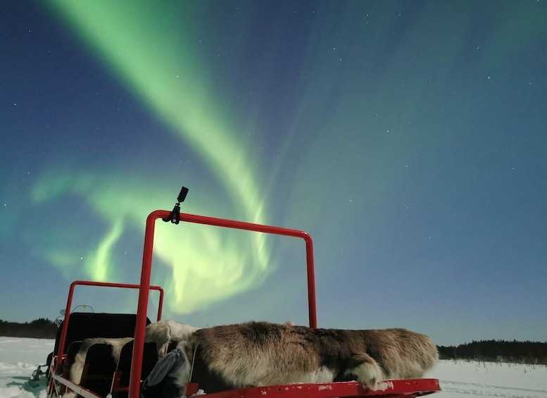 Picture 11 for Activity Rovaniemi: Northern Lights Sledge Ride