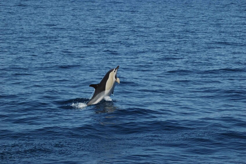 Picture 7 for Activity Funchal: Dolphin and Whale Watching Catamaran Cruise