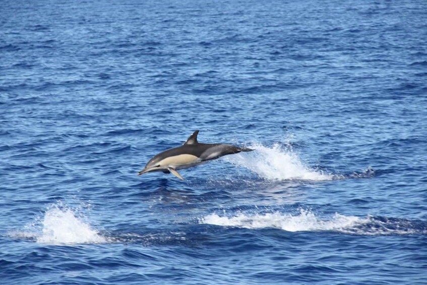 Picture 5 for Activity Funchal: Dolphin and Whale Watching Catamaran Cruise