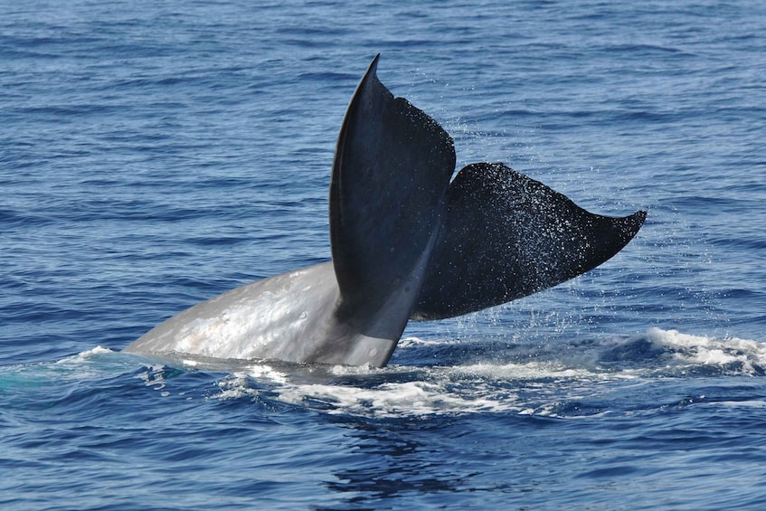 Picture 1 for Activity Funchal: Dolphin and Whale Watching Catamaran Cruise