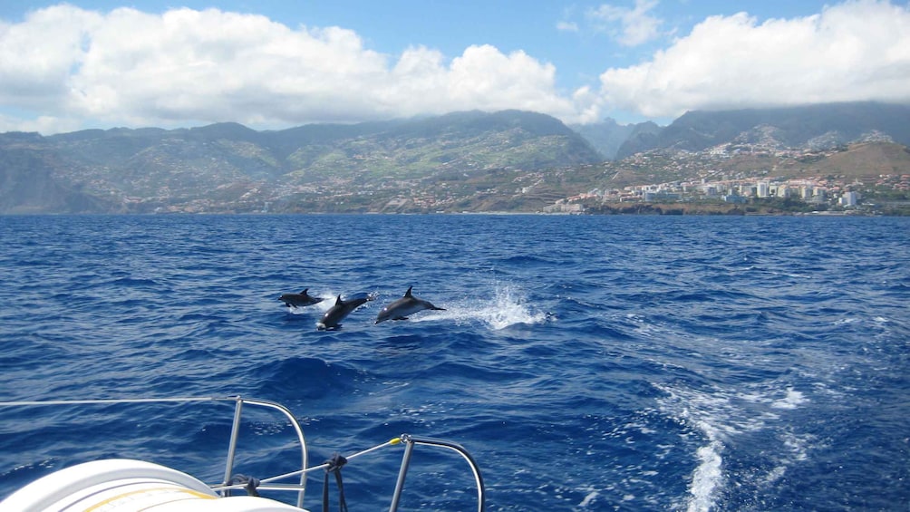 Picture 2 for Activity Funchal: Dolphin and Whale Watching Catamaran Cruise