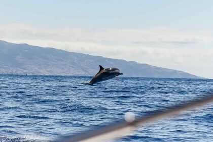 Funchal: Dolphin and Whale Watching Catamaran Cruise