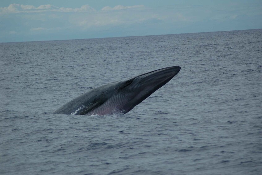 Picture 6 for Activity Funchal: Dolphin and Whale Watching Catamaran Cruise