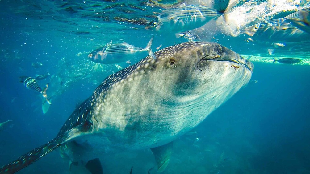 Picture 4 for Activity Cebu: Private Sumilon Island & Optional Whale Shark Swim