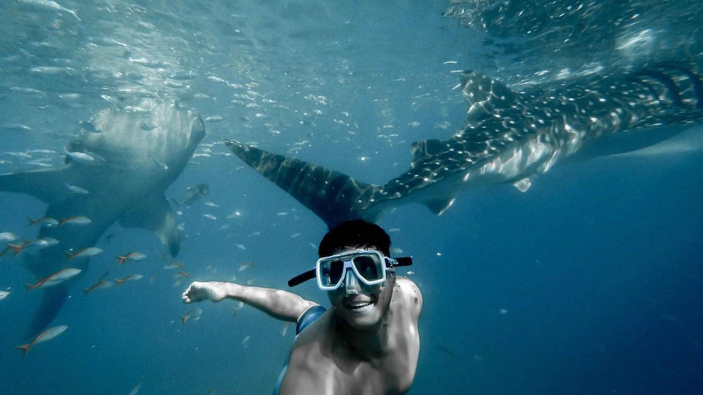 Picture 3 for Activity Cebu: Private Sumilon Island & Optional Whale Shark Swim