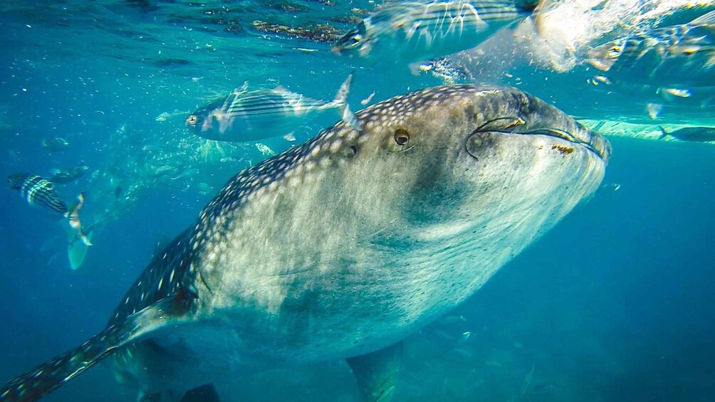 Picture 4 for Activity Cebu: Private Sumilon Island & Optional Whale Shark Swim