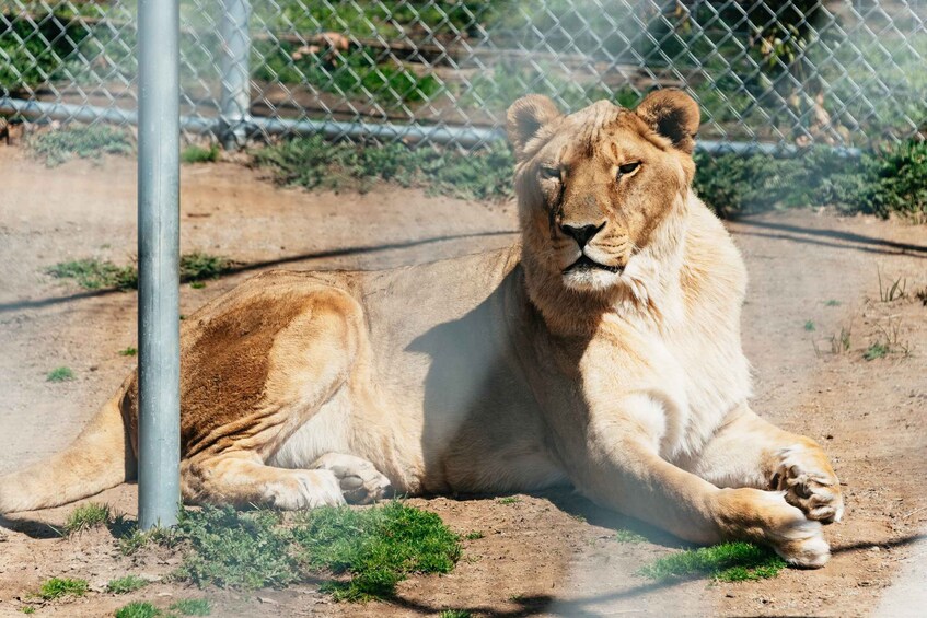 Picture 11 for Activity Alpine: Lions Tigers & Bears Sanctuary Visit and Feeding