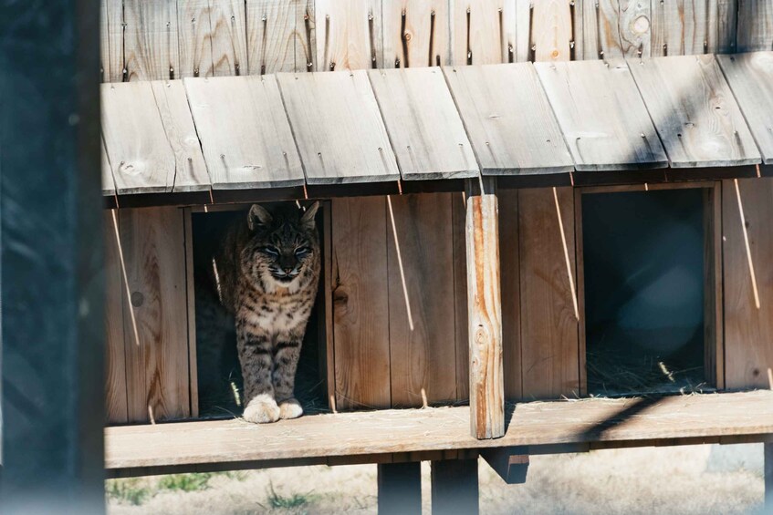 Picture 14 for Activity Alpine: Lions Tigers & Bears Sanctuary Visit and Feeding