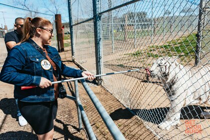 Alpine : Lions Tigres et ours Sanctuaire Visite et alimentation