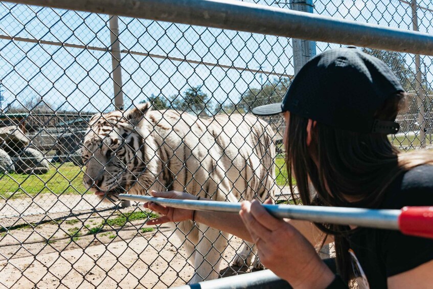 Picture 1 for Activity Alpine: Lions Tigers & Bears Sanctuary Visit and Feeding