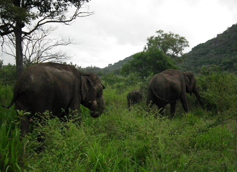 Picture 8 for Activity Wonder of Sri Lanka south coast Yala, Udawalawe, Galle