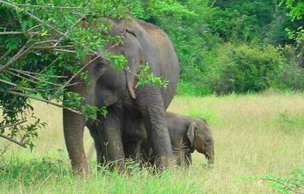Sri Lanka: Two-Day Yala Wildlife Safari