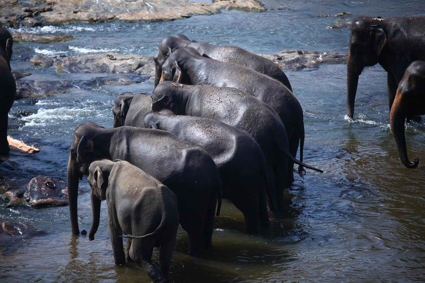 Wonder of Sri Lanka south coast Yala, Udawalawe, Galle