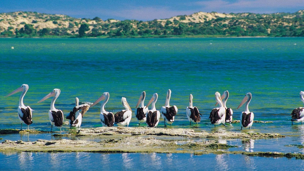 Picture 7 for Activity From Goolwa: Half-Day Coorong Experience