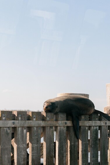 Picture 3 for Activity From Goolwa: Half-Day Coorong Experience