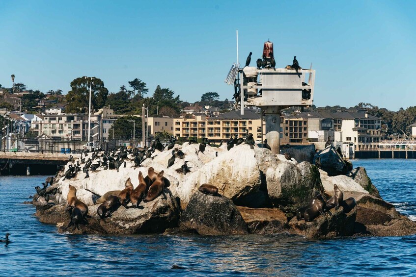 Picture 3 for Activity Monterey Bay: Whale Watching Tour