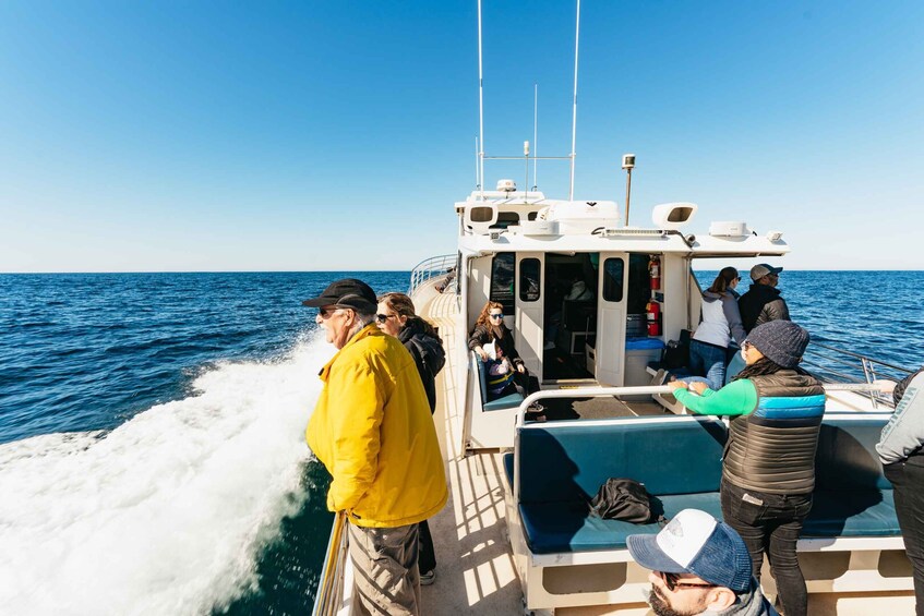 Picture 4 for Activity Monterey Bay: Whale Watching Tour