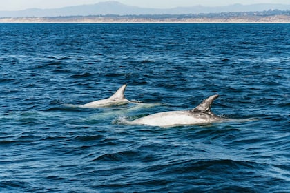 Bahía de Monterrey: Avistamiento de ballenas