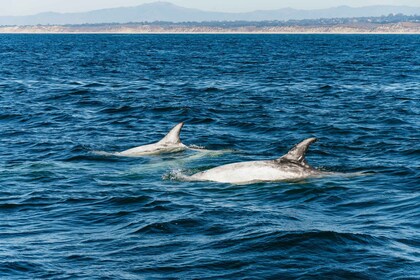 Monterey Bay : Excursion d’observation des baleines