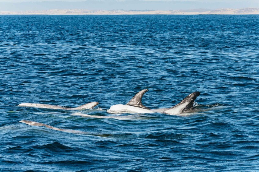 Picture 11 for Activity Monterey Bay: Whale Watching Tour