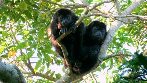 Depuis Veracruz : Catemaco, nature, cascades et singes