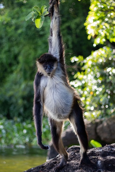 Picture 5 for Activity From Veracruz: Catemaco, Nature, Waterfalls & Monkeys Tour