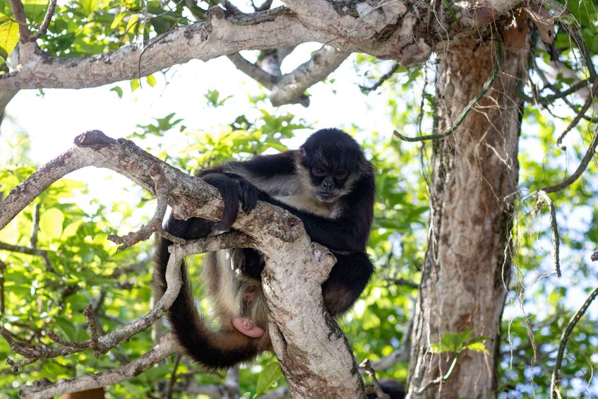 Picture 3 for Activity From Veracruz: Catemaco, Nature, Waterfalls & Monkeys Tour