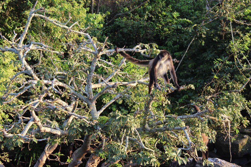 Picture 9 for Activity From Veracruz: Catemaco, Nature, Waterfalls & Monkeys Tour