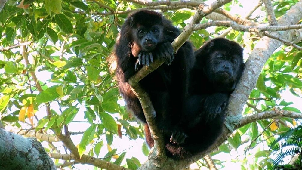 From Veracruz: Catemaco, Nature, Waterfalls & Monkeys Tour