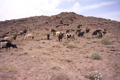 Von Ouarzazate aus: 2-tägige Erg Lihdoui und Mhamid Wüstentour