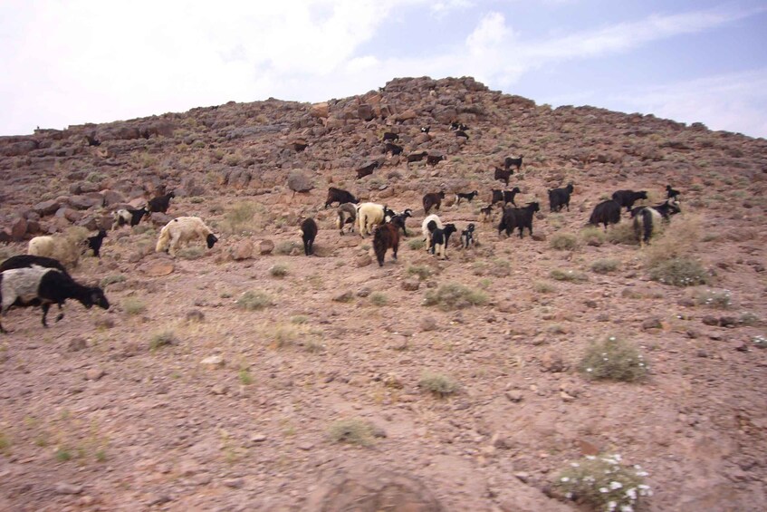 From Ouarzazate: 2-Day Erg Lihdoui and Mhamid Desert Tour