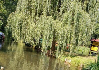 Depuis Dresde : Excursion d'une journée au Spreewald