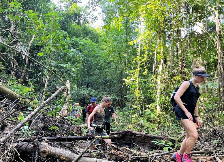 Picture 10 for Activity From Phuket: Guided Rainforest Hike with Lunch
