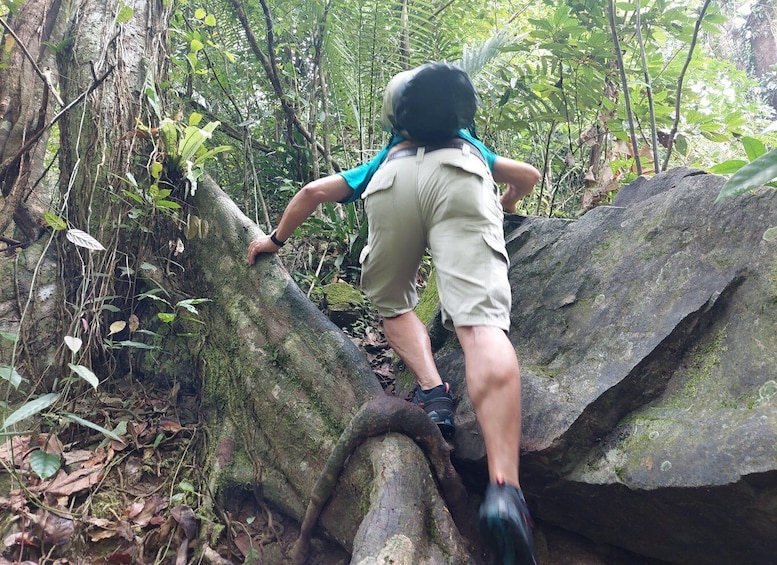 From Phuket: Guided Rainforest Hike with Lunch