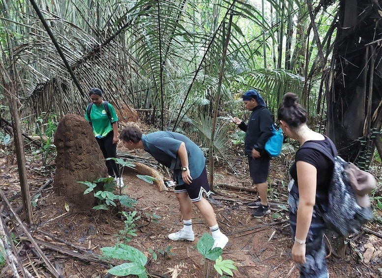 Picture 3 for Activity From Phuket: Guided Rainforest Hike with Lunch