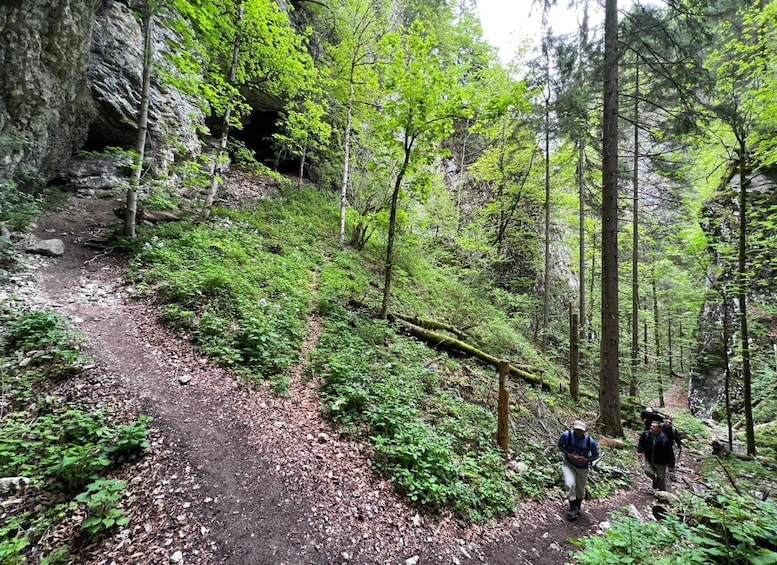 Picture 7 for Activity From Bled: Half-Day Pokljuka Gorge Trail Hike