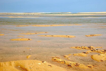 From Faro: 2-Hour Guided Bird Watching Boat Trip