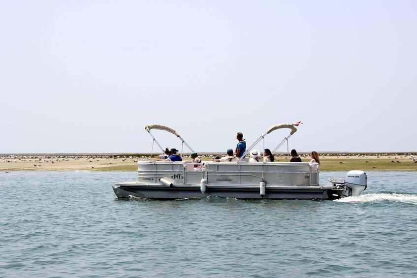 From Faro: 2-Hour Guided Bird Watching Boat Trip