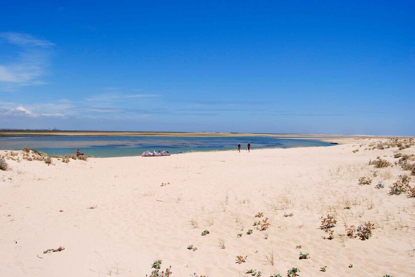 Picture 3 for Activity From Faro: 2-Hour Guided Bird Watching Boat Trip