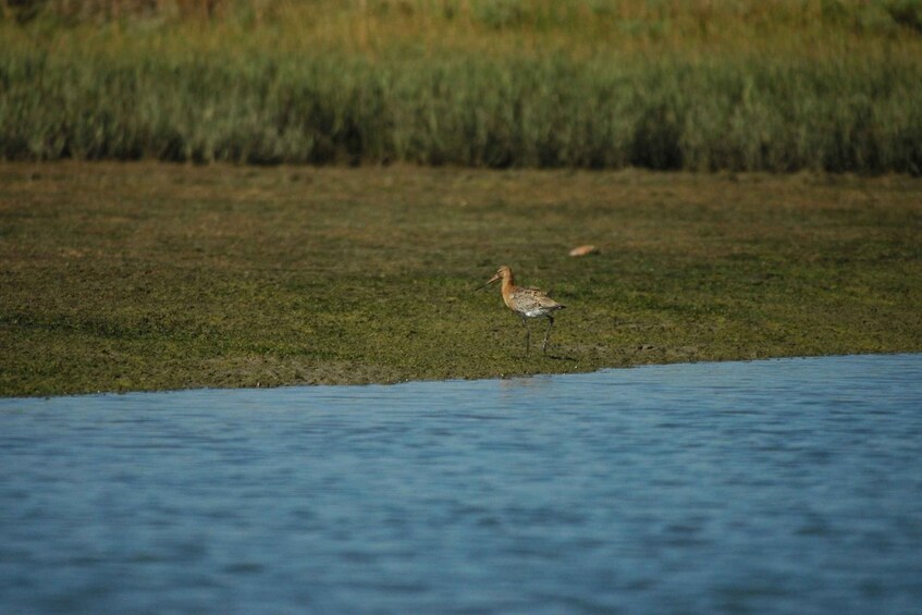 Picture 13 for Activity From Faro: 2-Hour Guided Bird Watching Boat Trip