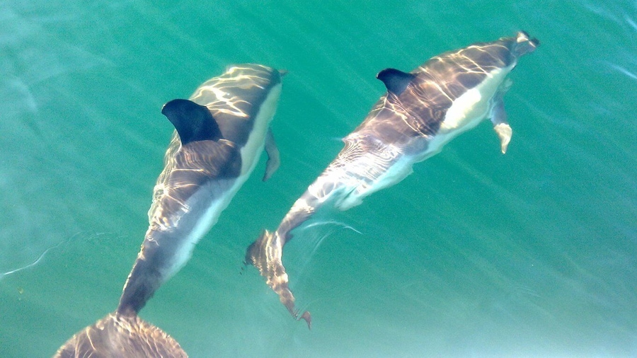 Fuzeta: Dolphin Observation Tour
