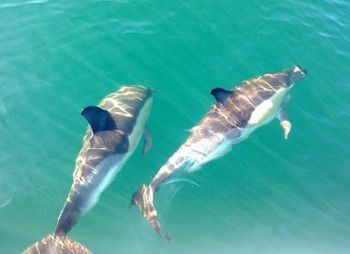 Fuzeta: tour de observación de delfines