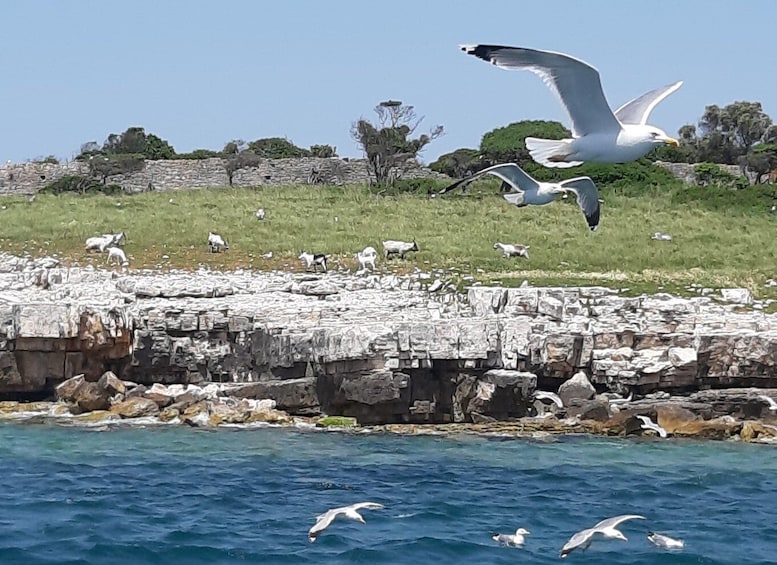 Picture 13 for Activity Pula: National Park Brijuni Dolphin Cruise with Dinner