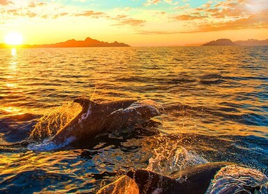 Pula: Crucero con Delfines por el Parque Nacional de Brijuni con Cena