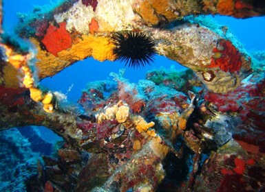 Calvi: PE40 Certificate Diving Lesson with Instructor