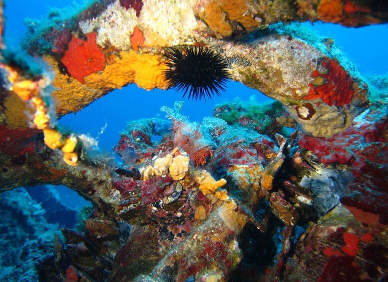 Calvi: PE40 Certificate Diving Lesson with Instructor