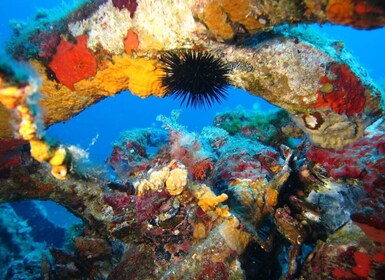 Calvi: Certificado PE40 Lección de Buceo con Instructor