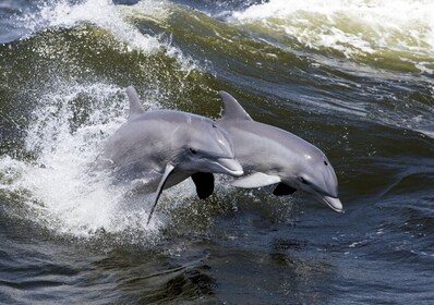 Isla Hilton Head: crucero por la naturaleza con delfines